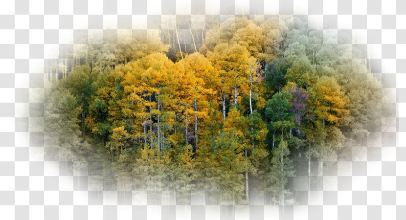 Tree Desktop Wallpaper Computer - Summer To Autumn Transparent PNG