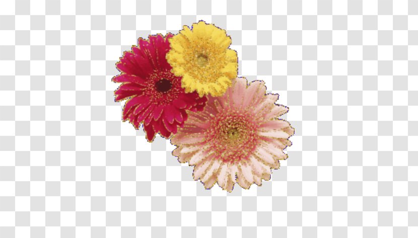 Flower Gerbera Jamesonii Chrysanthemum - Dahlia - Colorful Transparent PNG