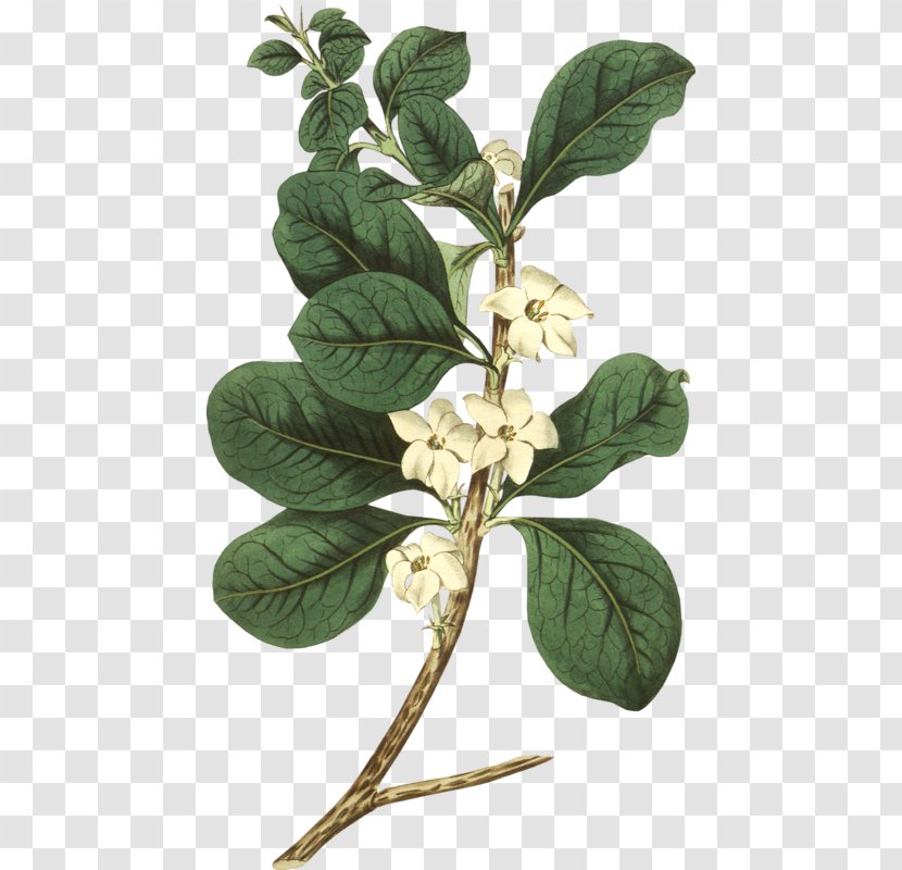 Botany Flower - White - Leaf Transparent PNG