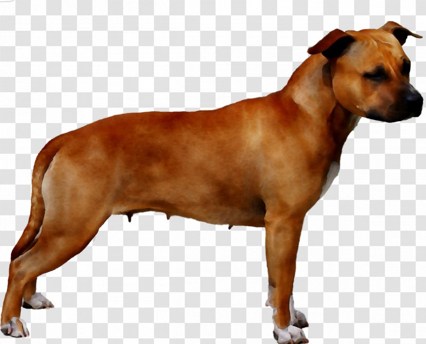 Dog Breed Rhodesian Ridgeback Horse Painting - Carnivore - American Staffordshire Terrier Transparent PNG