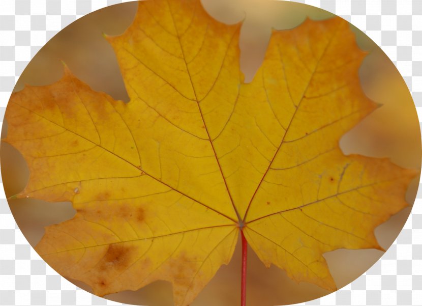 Maple Leaf - American Sweetgum Transparent PNG