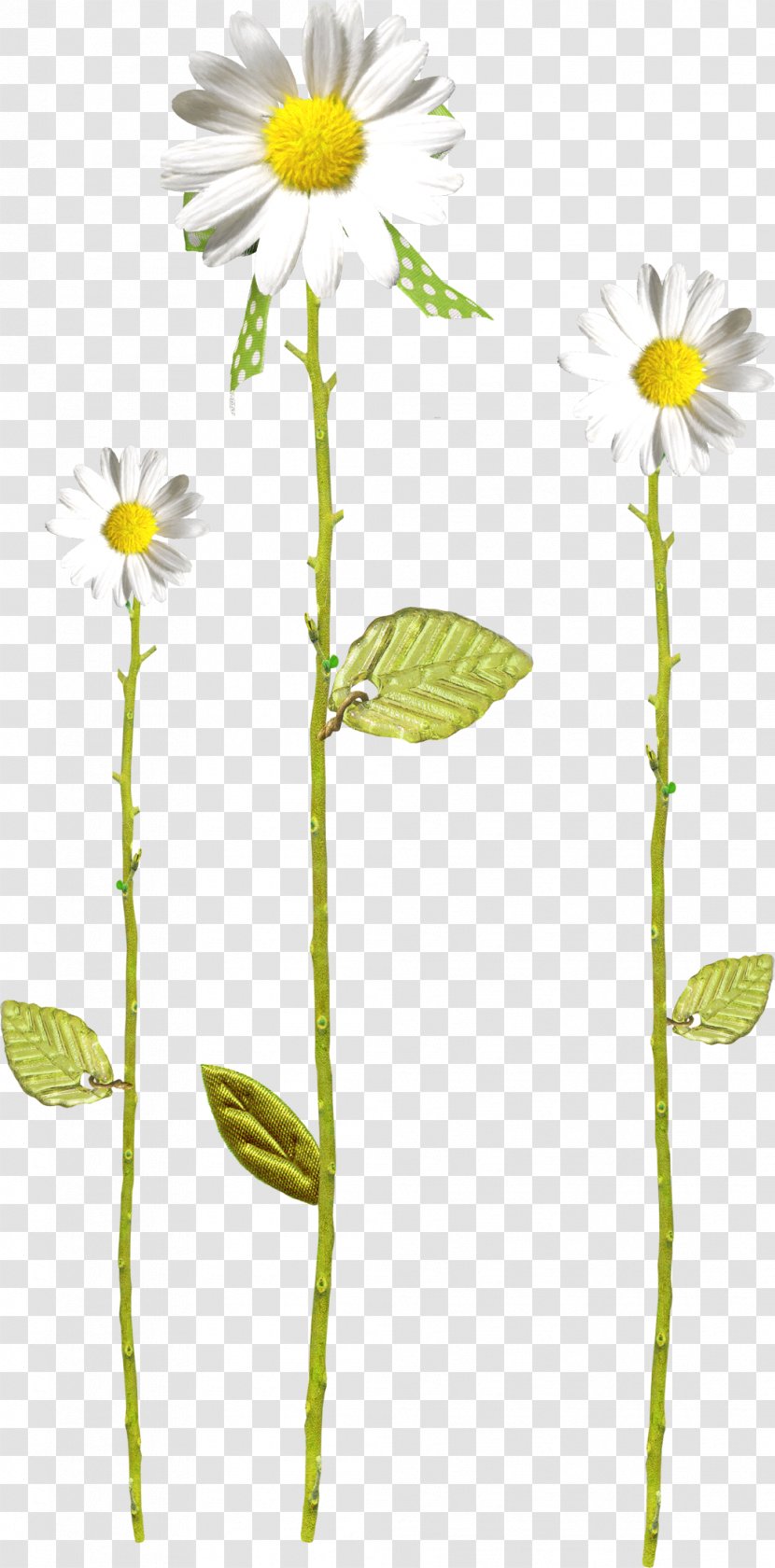 Flower Of The Fields German Chamomile Dendranthema Lavandulifolium Oxeye Daisy - Camomile Transparent PNG