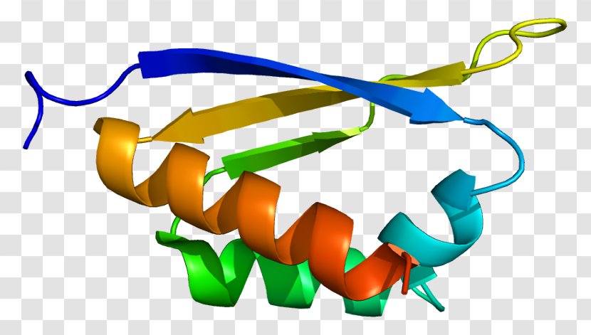 PCBP1 PCBP2 Gene Cell Protein - Flower - Cartoon Transparent PNG