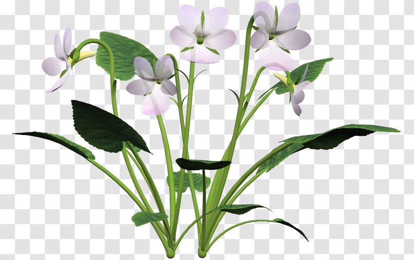 Cut Flowers Petal Plant Stem Violet - Flower Transparent PNG