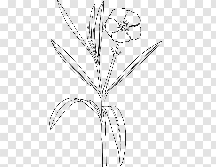 Oleander Drawing Clip Art Flower Shrub - Zinc Atom Model Paper Plate Transparent PNG
