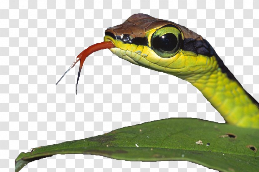 Venomous Snake Smooth Green Anapsid Amphibian - With Big Eyes Transparent PNG