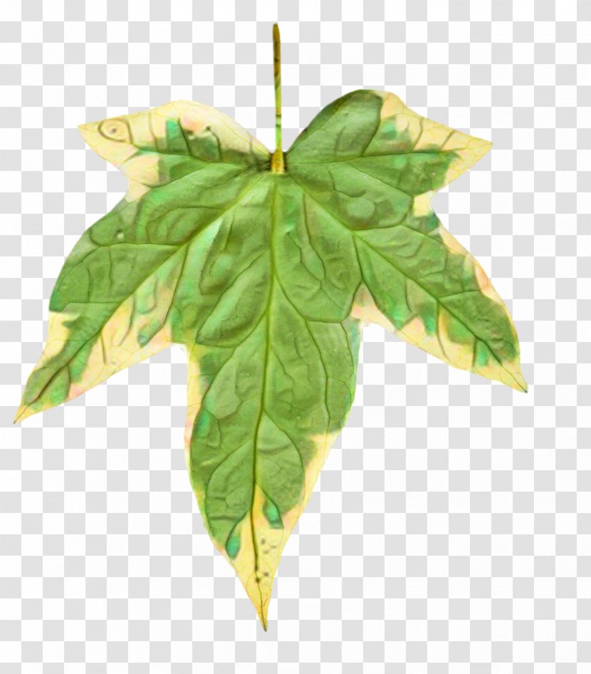 Leaf Painting Watercolor Common Ivy - Woody Plant Transparent PNG