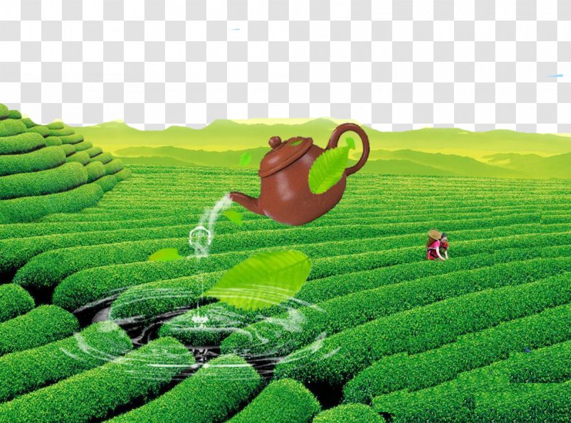 Green Tea Yum Cha Chinese Kettle - Field - Beauty Transparent PNG