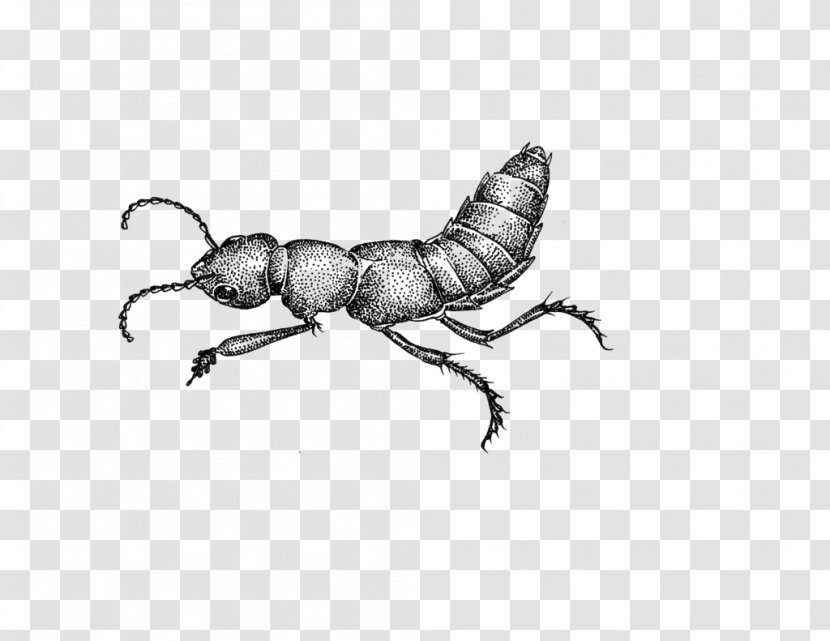 Ant Cartoon - Pest - Stag Beetles Parasite Transparent PNG