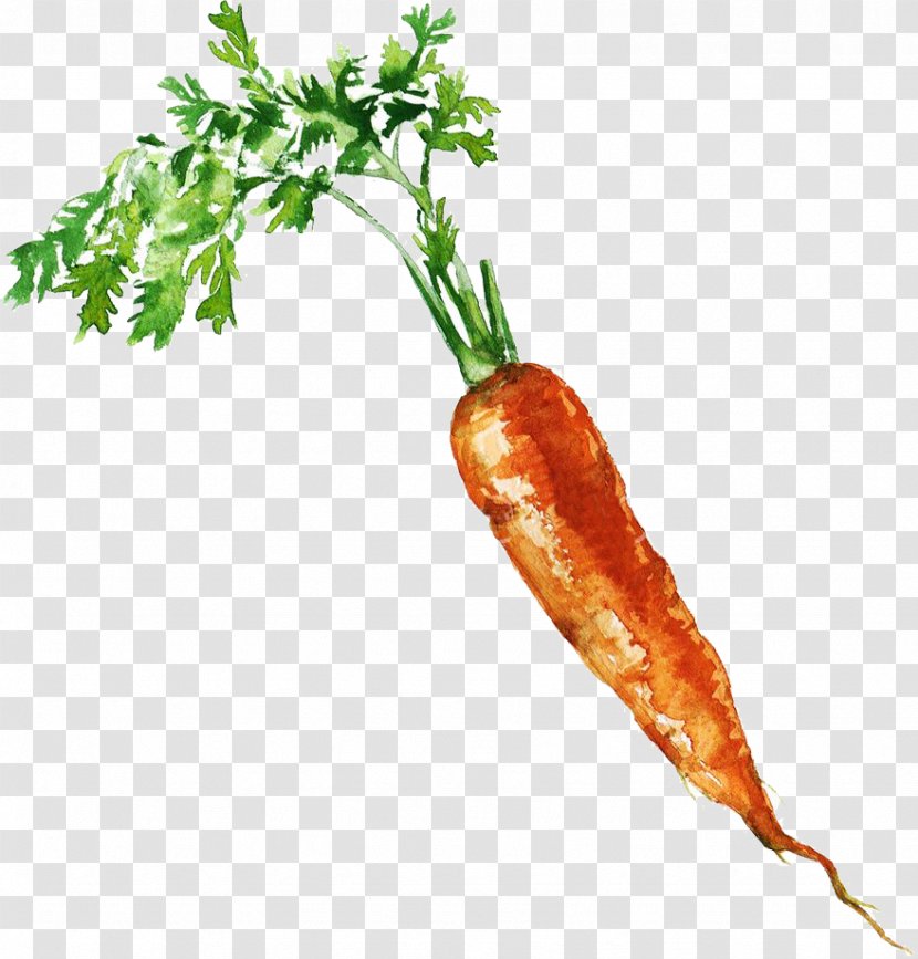 Carrot Royalty-free Photography Clip Art - Food - Carrots Transparent PNG