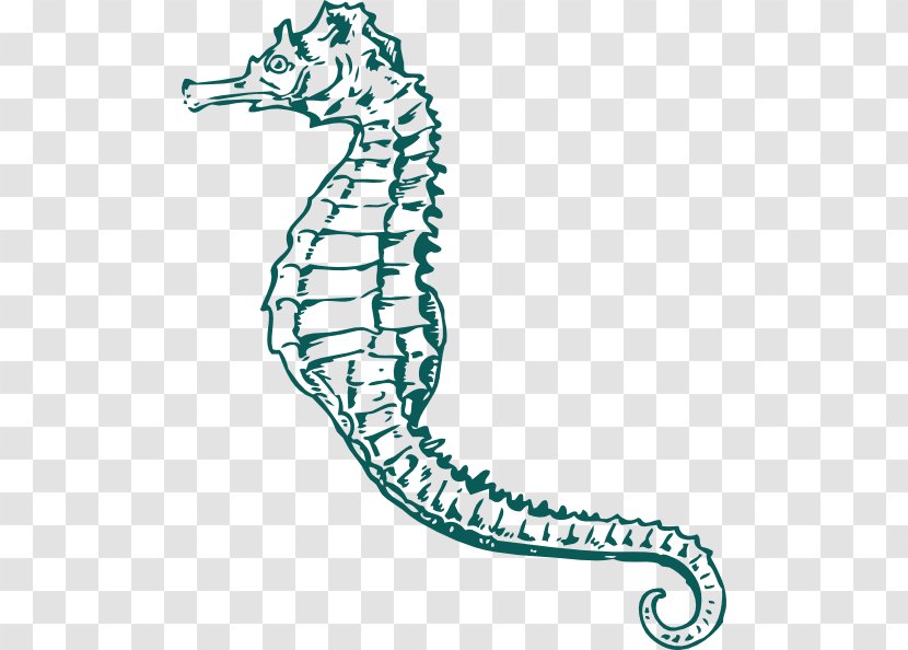 Pacific Seahorse Drawing White's Clip Art - Vertebrate - Horsehair Crab Transparent PNG