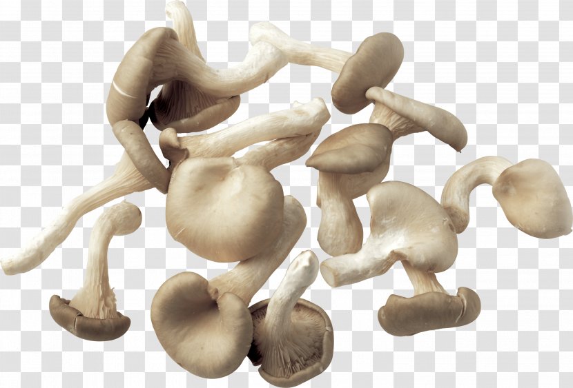 Mushroom Fungus Clip Art - Ingredient Transparent PNG