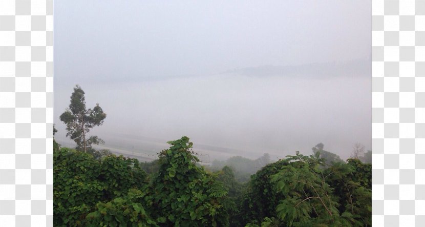 Rainforest Vegetation Biome National Park Land Lot - Tree Transparent PNG