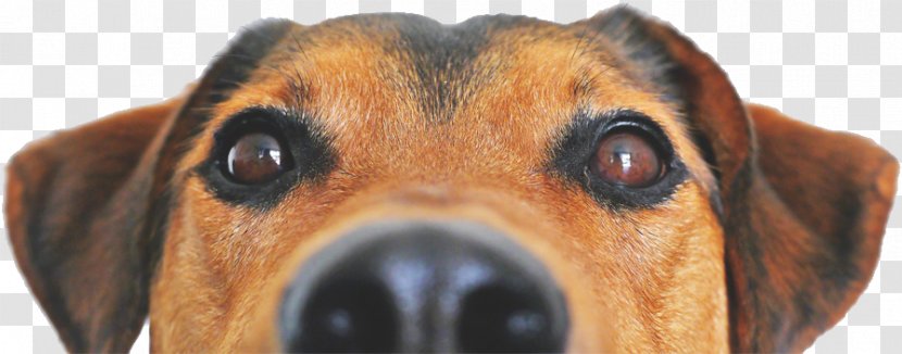 Cat Food French Bulldog Pet Sitting - English Foxhound Transparent PNG