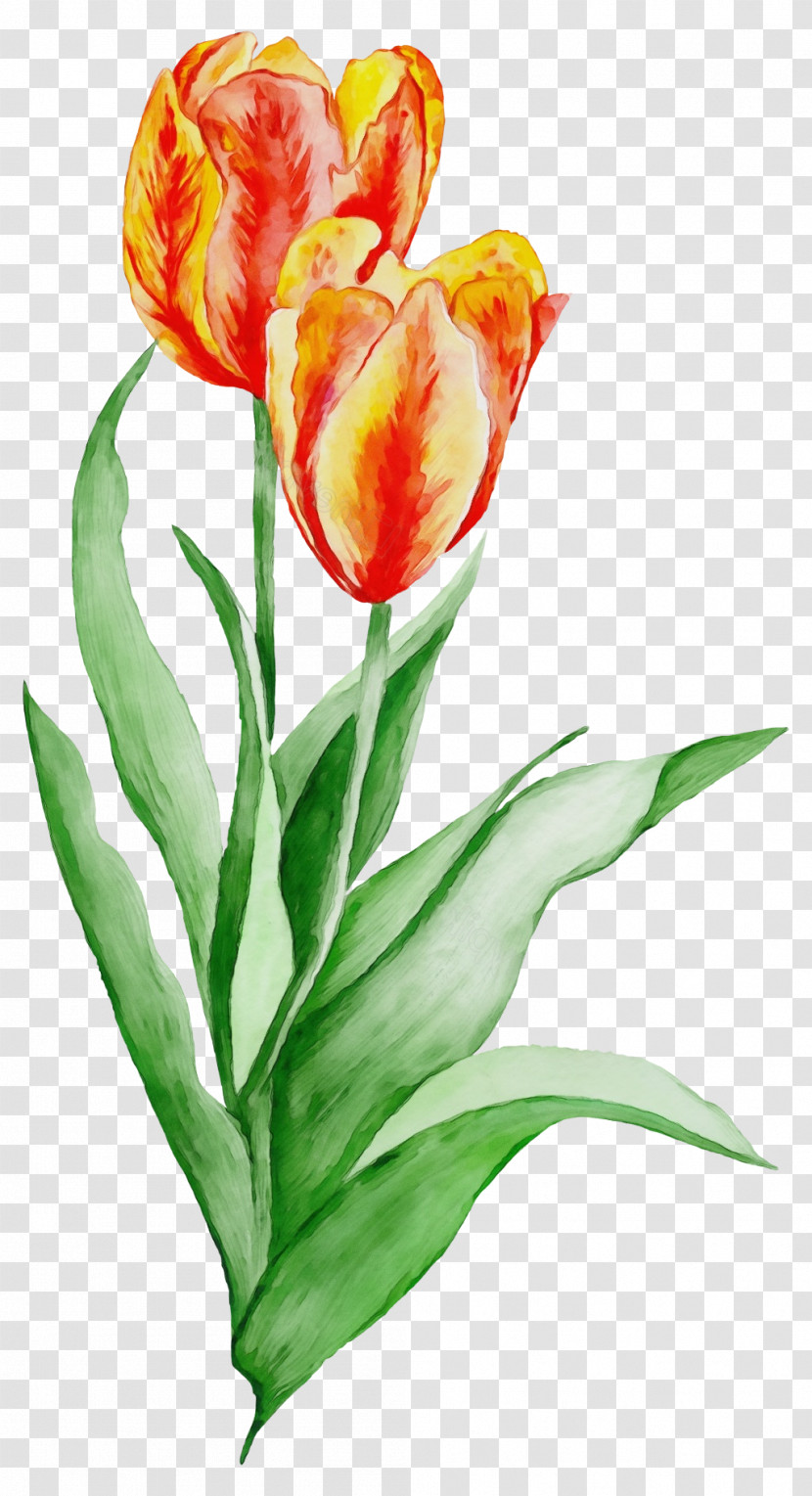 Flower Tulip Petal Plant Cut Flowers Transparent PNG