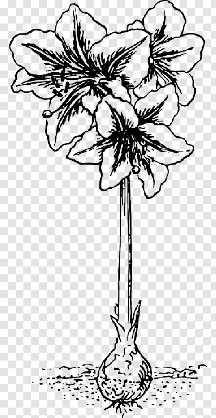 Tattoo Clip Art Vector Graphics Jersey Lily Illustration - Pedicel - Botany Transparent PNG
