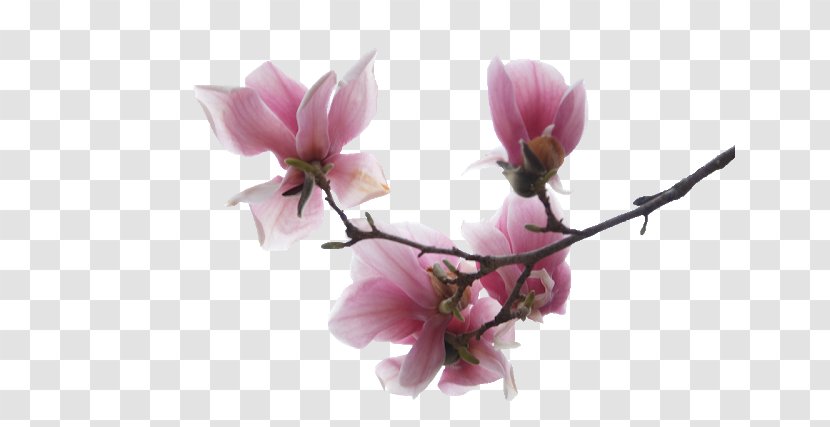 Cherry Blossom Background - Flowering Plant - Tulip Perennial Transparent PNG