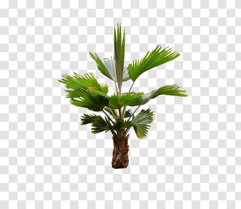 Asian Palmyra Palm Arecaceae Oil Palms Coconut - Arecales Transparent PNG