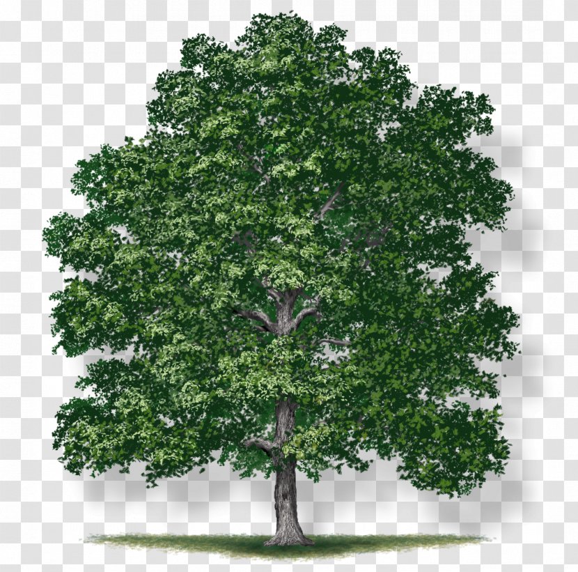 Red Maple Leaf - White Oak Tree - Californian California Live Transparent PNG