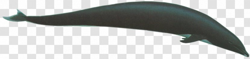 Porpoise Car Cetacea Whale Dolphin Transparent PNG