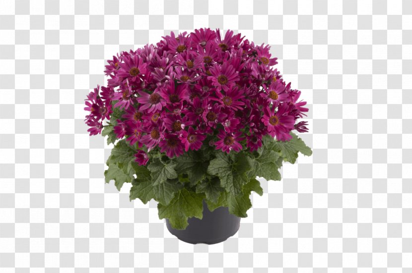 Pericallis × Hybrida Cineraria Ragworts Flowerpot - Flower Transparent PNG