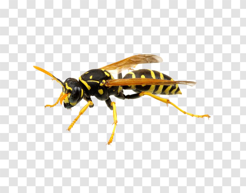 Hornet Bee German Wasp Pest Control Transparent PNG