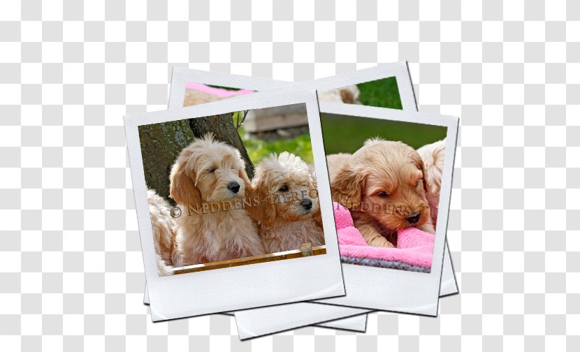 Goldendoodle Cockapoo Puppy Labradoodle Dog Breed Transparent PNG