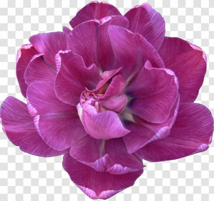 Flower Tulip Lilac Peony Violet Transparent PNG
