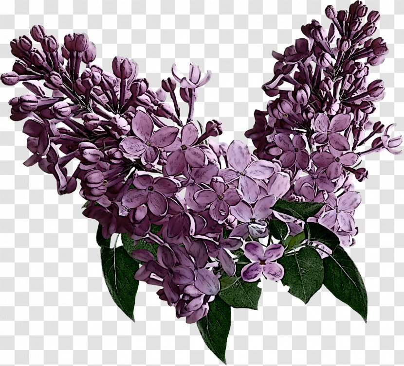 Flower Lilac Plant Purple - Branch Cut Flowers Transparent PNG