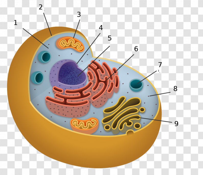 Cell Organelles Biology - Silhouette - Cytoplasm Flyer Transparent PNG