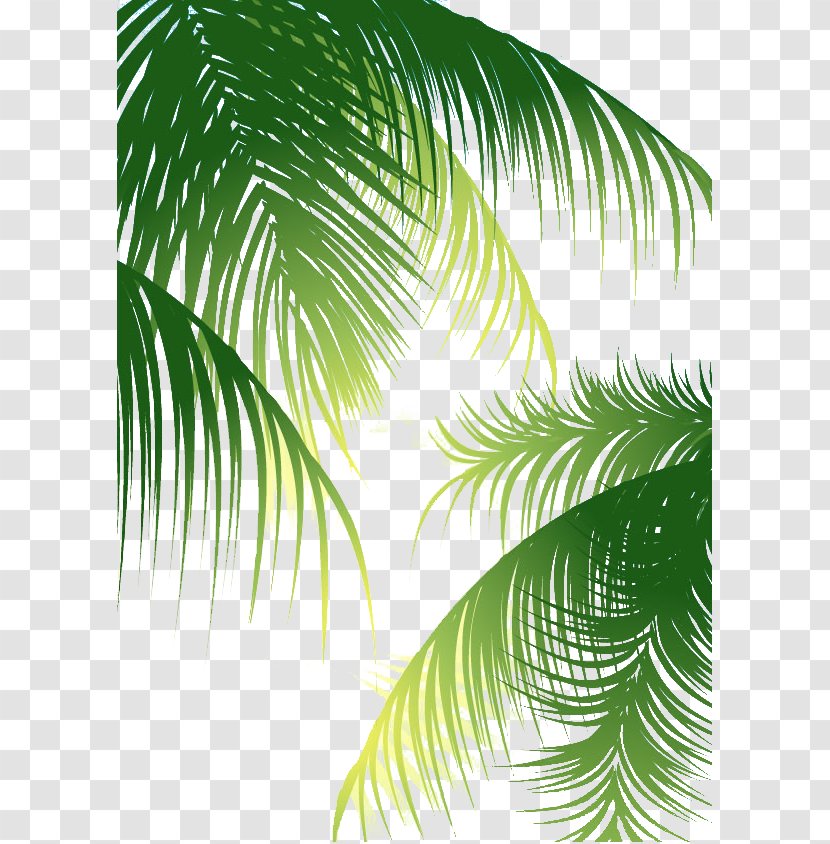 Coconut Arecaceae Euclidean Vector - Water - Green Palm Leaves Background Transparent PNG