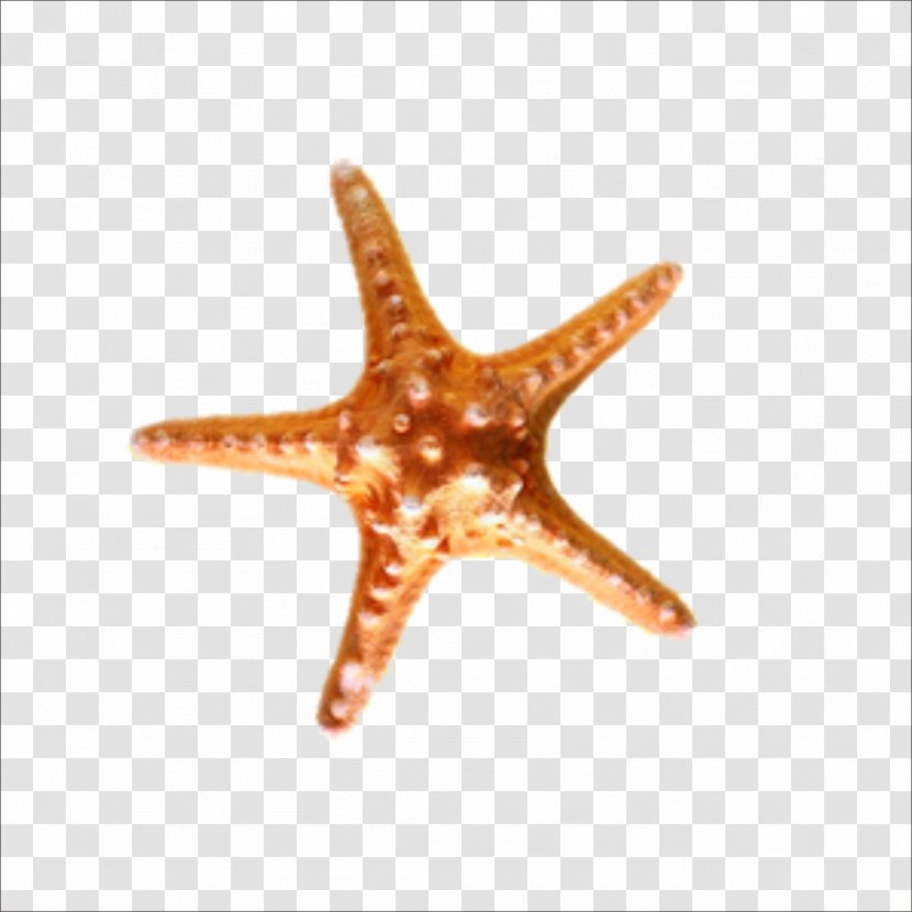 Sea Snail Starfish Seashell Transparent PNG