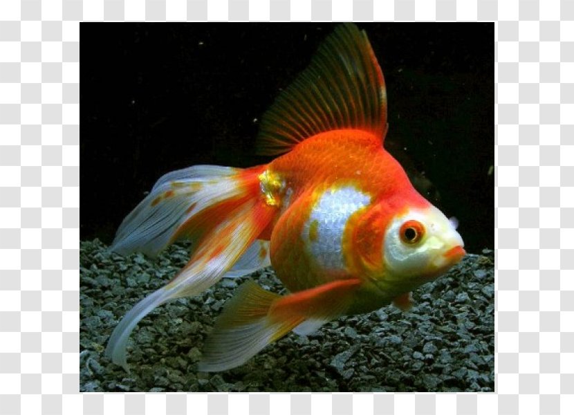 Ryukin Veiltail Common Goldfish Shubunkin Oranda - Fish Transparent PNG