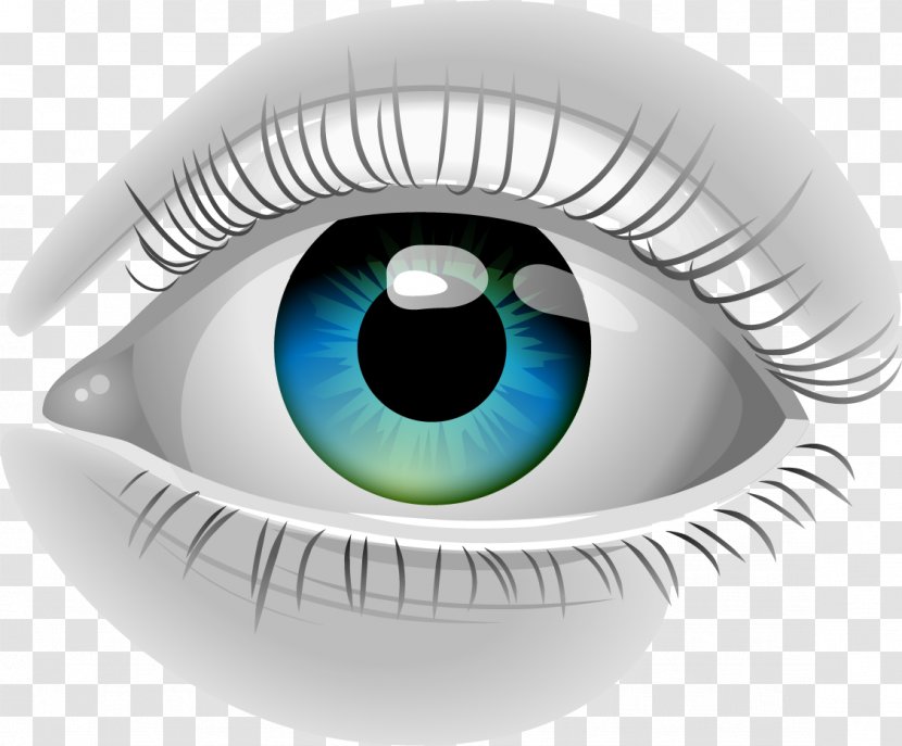 Human Eye Pupil Euclidean Vector - Tree - Grey Eyes Transparent PNG