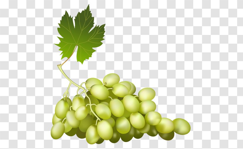 Common Grape Vine Red Wine Sultana - Excursion Transparent PNG