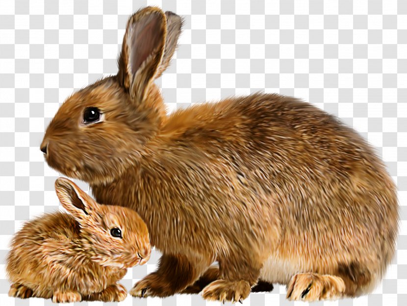 Hare Mother Rabbit Baby Bunnies Flemish Giant - Cute Animals Transparent PNG