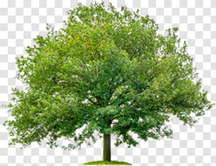 Tree Maple Stock Photography English Oak Ulmus Minor Transparent PNG