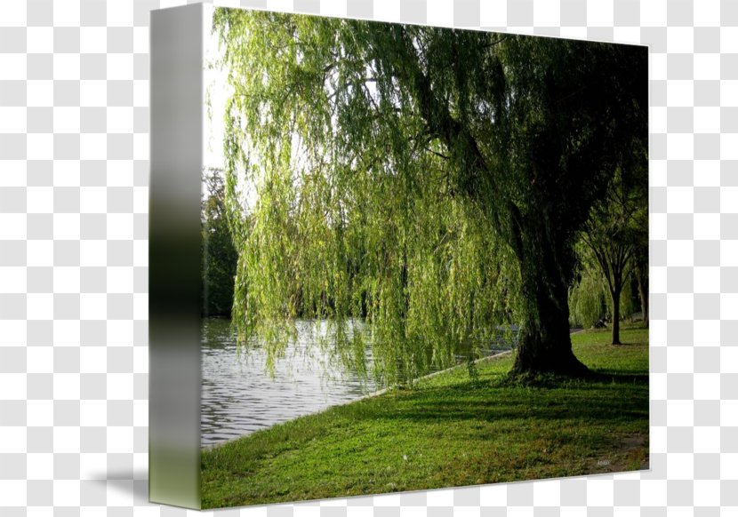 Bayou Swamp Gallery Wrap Weeping Willow Canvas - Sunlight Transparent PNG