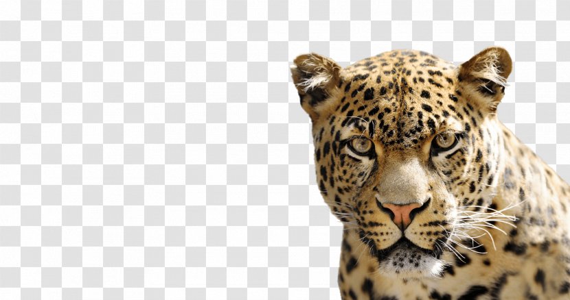 National Geographic Kids Cheetah Felidae African Leopard - Terrestrial Animal Transparent PNG