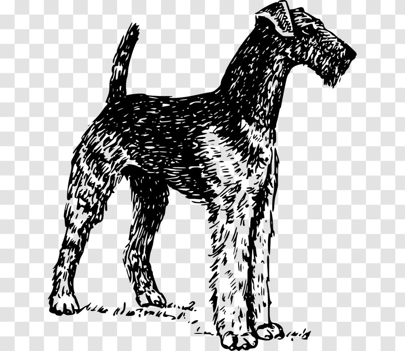 Airedale Terrier Bull Boston Welsh Cairn - Miniature Schnauzer - Yorkshire Rose Vector Transparent PNG