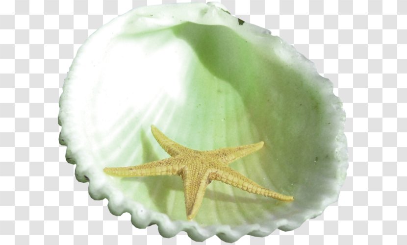 Starfish Mollusc Shell Seashell Photography - Fresh Transparent PNG
