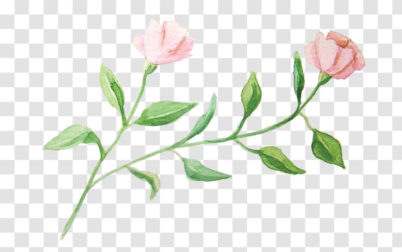 Watercolour Flowers Garden Roses Watercolor Painting - Plant Stem Transparent PNG
