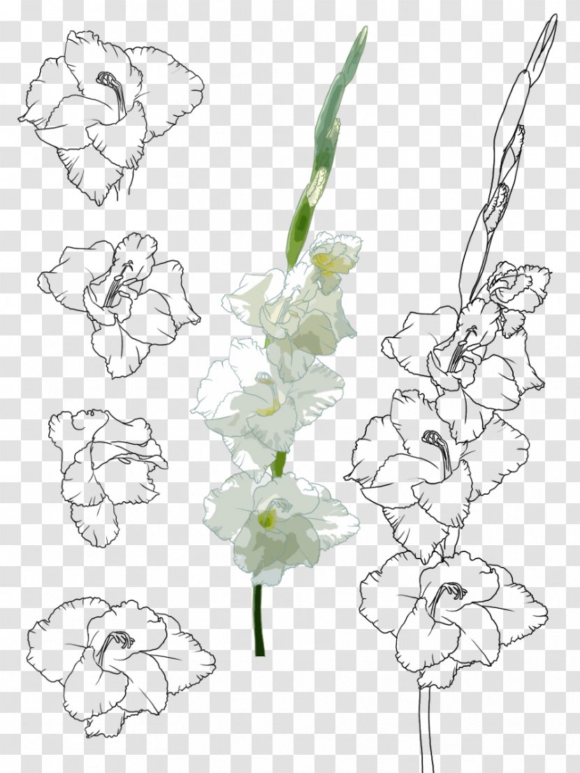 Floral Design Gladiolus Xd7gandavensis Painting Illustration - Flower Arranging - Hand-painted Transparent PNG