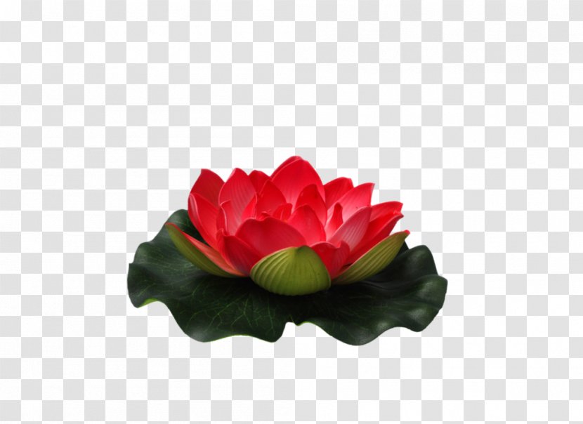 Flower Nelumbo Nucifera Clip Art - Plant - Small Transparent PNG