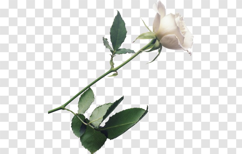 Rose Flower White - Roses Transparent PNG