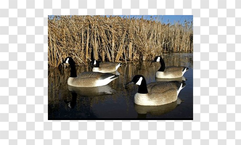 Duck Canada Goose Decoy Waterfowl Hunting Transparent PNG