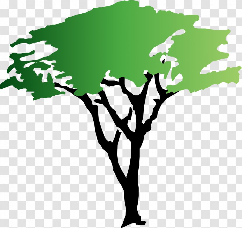 Tree Acacia Clip Art - Branch - Transparent Cliparts Transparent PNG