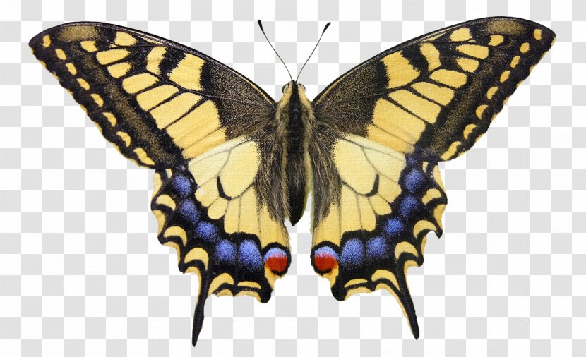 Butterfly Watercolor Painting Papilio Machaon Drawing Insect Wing - Moths And Butterflies - Dragonfly Transparent PNG