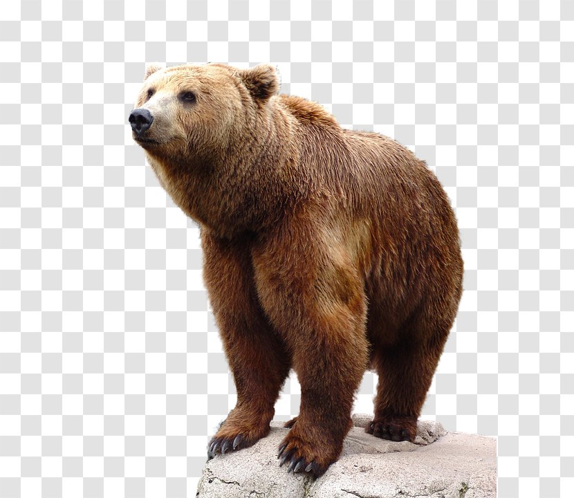 Brown Bear - Terrestrial Animal Transparent PNG