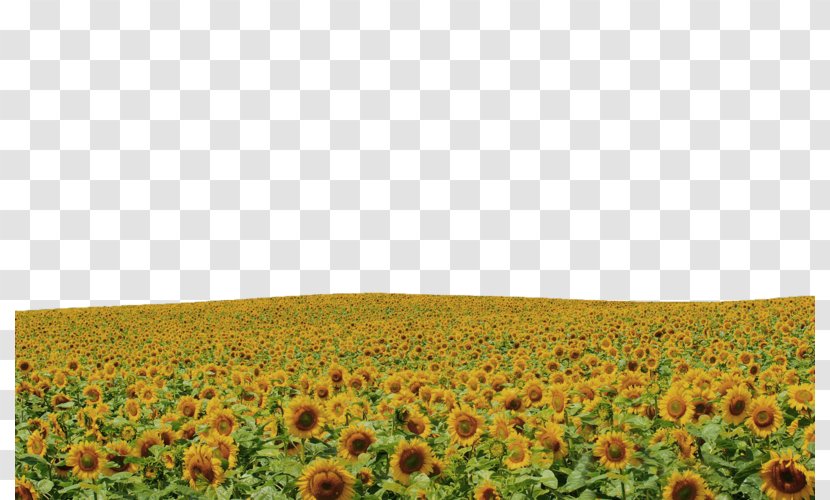 Common Sunflower Sky Rapeseed - Yellow Hull Border Texture Transparent PNG